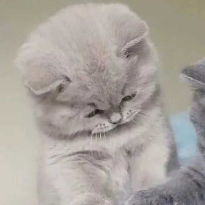 Pp Couple Terpisah Kucing Pp Couple Kucing Aesthetic